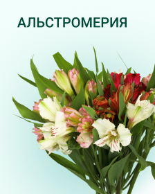 Альстромерия