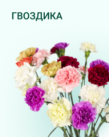 Гвоздика