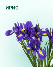 Ирис