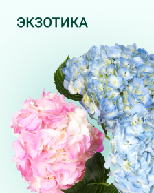 Экзотика