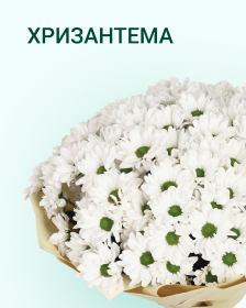 Хризантема