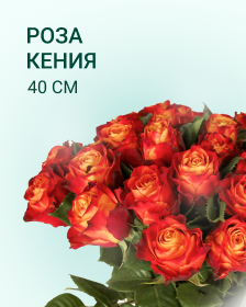 Роза Кения 40 см