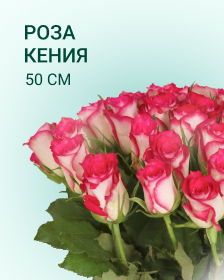 Роза Кения 50 см
