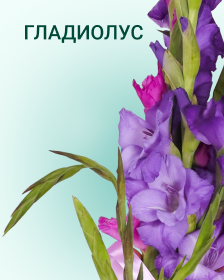 Гладиолусы