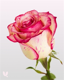 Цветы поштучно