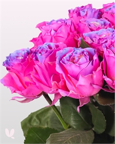 Крашенные розы