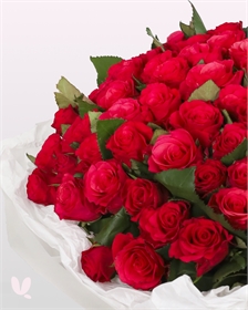 Роза Кения 50 см