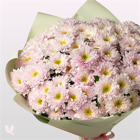 Хризантемы