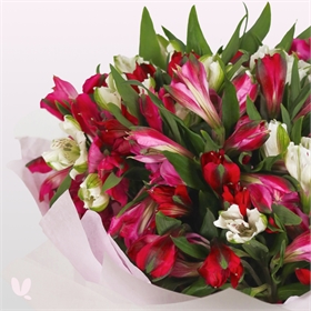 Альстромерии