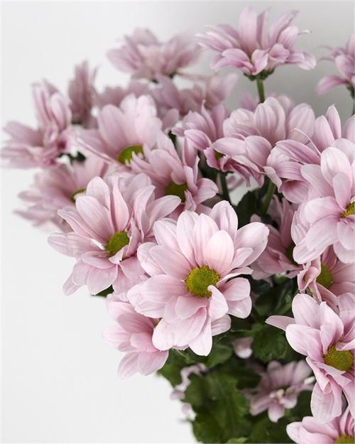 Хризантема кустовая нежно розовая (Бейб) 2101 - фото 10474