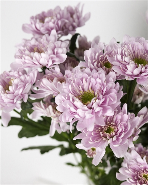 Хризантема кустовая сиреневая (командер пинк) 2097 - фото 10492