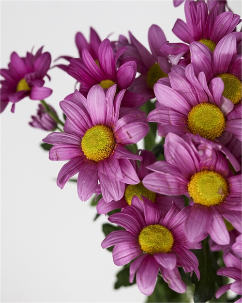 Хризантема кустовая сиреневая (Балерина пинк) 2969 - фото 10495