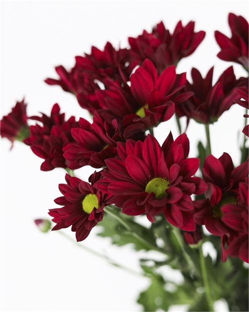 Хризантема бордовая кустовая  (Бонтемпи) 1709 - фото 10665