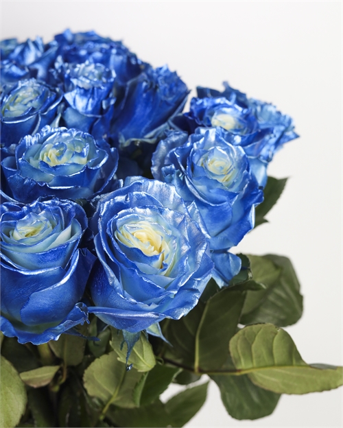 Роза Эквадор крашенная синий перламутр 5411 - фото 13148