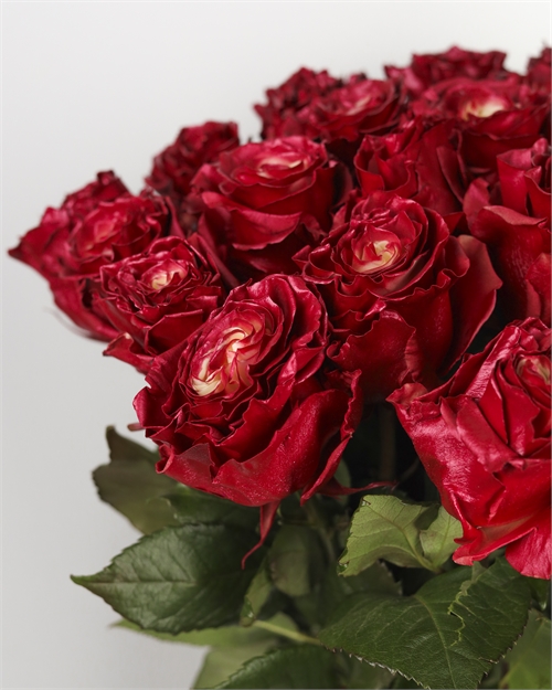 Роза Эквадор красный перламутр 5415 - фото 13156