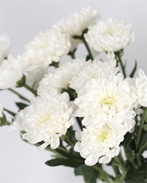 Хризантема белая кустовая  (Алтай) 1812 - фото 13274