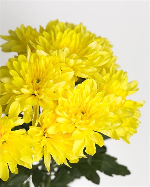 Хризантема желтая кустовая (Алтай) 5482 - фото 13551