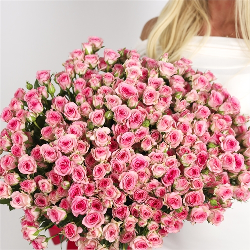 Букет из 51 розовых кустовых роз 60см на ленту 3880 - фото 14356