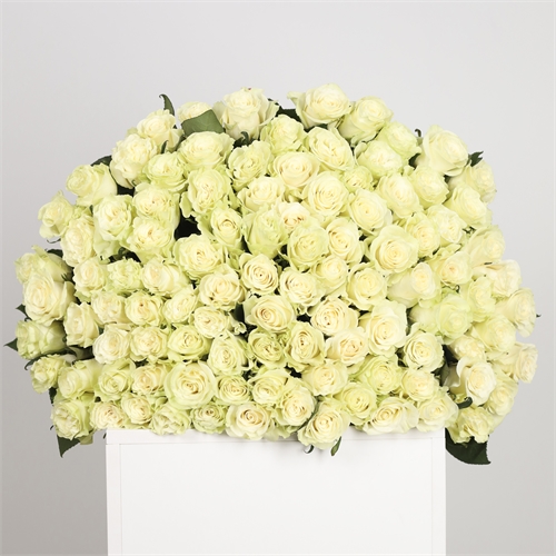 Букет из 101 розы Эквадор 60 см 2438 - фото 14687