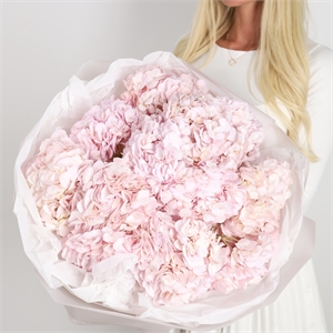 Монобукет из 11 светло-розовых гортензий 4004