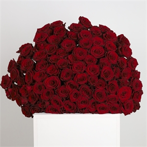 Букет из 101 розы Эквадор 60 см 2433
