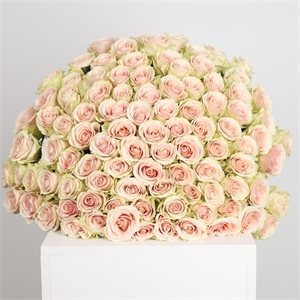 Букет из 101 розы Эквадор 60 см 3889