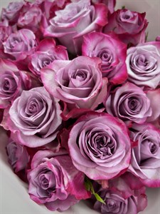 Букет из 15 фиолетовых роз 60 см (Дип Пурпл)