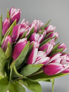 Тюльпан ярко розовый (Камалия ) 1 шт