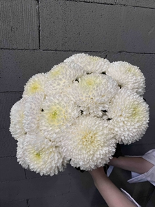 Букет из 15 одноголовых белых хризантем (Магнум)