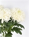 Хризантема одноголовая Магнум (Белая) 5474 - фото 13387 Хризантема одноголовая Магнум (Белая) 5474 - фото 13387