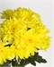Хризантема желтая кустовая (Алтай) 5482 - фото 13551
