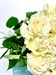 Букет из 25 белых роз Эквадор 70см - фото 5030