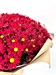 Букет из 25 бордовых хризантем (Бонтемпи)  - фото 5048