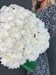 Букет из 15 белых хризантем (Балтика)  - фото 5634