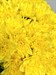 Букет из 25 желтых хризантем (Балтика)  - фото 5654