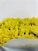 Букет из 25 желтых хризантем (Балтика)  - фото 5655