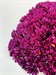 Букет из 25 фиолетовых хризантем (Пурпл Стар) - фото 5663