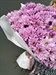 Букет из 25 розовых хризантем (Гранд Пинк)  - фото 5681