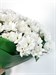 Букет из 15 белых хризантем ( Бакарди)  - фото 5705