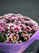 Букет из 25 двухцветных кустовых хризантем ( Хайдар) - фото 5943