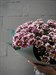Букет из 15 кустовых хризантем (Хайдар) - фото 5947