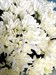 Букет из 15 кустовых кремовых хризантем (Просекко) - фото 5964