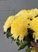 Букет из 15 одноголовых желтых хризантем (Магнум) - фото 5970
