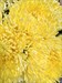 Букет из 15 одноголовых желтых хризантем (Магнум) - фото 5972