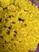 Букет из 25 желтых кустовых хризантем (Бакарди) - фото 6025
