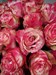Букет из 25 розовых роз Эквадор ( Меджек таймс) - фото 6348