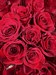 Букет из 15 красных роз 60 см Эквадор (Эксплорер) - фото 6385