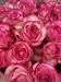 Букет из 25 розовых роз Эквадор 60 см (Палома) - фото 6397