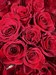 Букет из 25 красных роз 70 см Эквадор ( Эксплорер) - фото 8632
